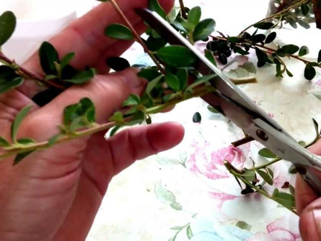 Кизильник блестящий - эффективные способы размножения черенками для создания красивых живых изгородей и цветочных композиций