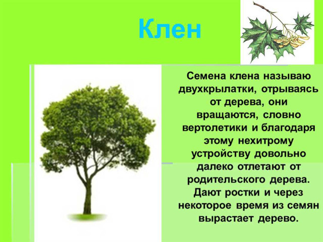 Клен – представитель какой группы растений и в чем его особенности?