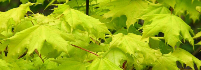 Клен остролистный - особенности растения, условия выращивания и применение