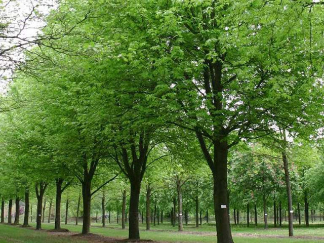 Клен серебристый - описание декоративного дерева с привлекательной листвой и неповторимым внешним видом