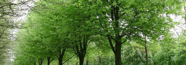 Клен серебристый - описание декоративного дерева с привлекательной листвой и неповторимым внешним видом
