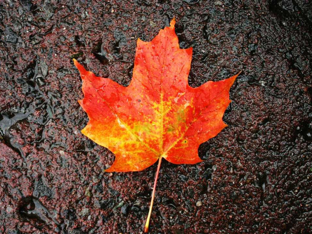 Насладитесь яркой осенью с кленовым листом — фотографии, советы по съемке и лучшие места для фотосессии