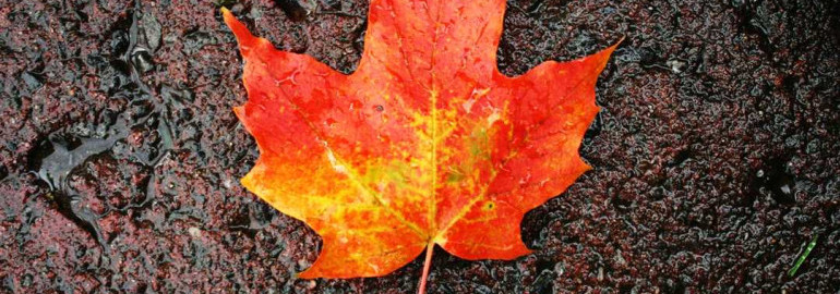Насладитесь яркой осенью с кленовым листом — фотографии, советы по съемке и лучшие места для фотосессии