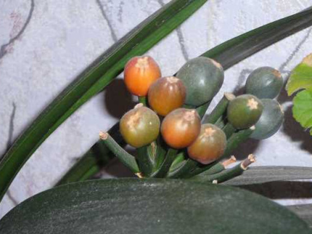 Кливия - как размножать семенами и получить полноценное растение
