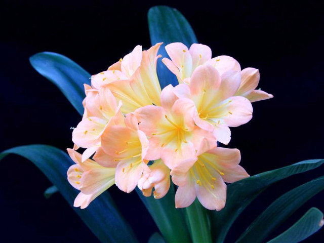 Узнай как вырастить замечательный и красивый цветок Кливия в домашних условиях