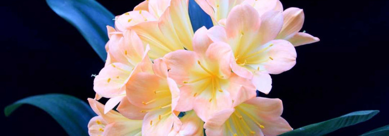Узнай как вырастить замечательный и красивый цветок Кливия в домашних условиях