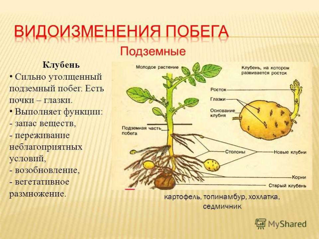 Клубень картофеля - полезное и вкусное растение, которое является основой множества блюд в мировой кухне