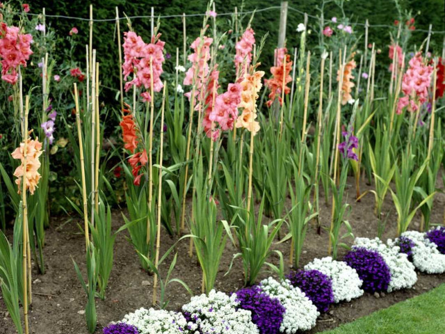 Клумба из гладиолусов - прекрасное решение для оживления вашего сада и украшения участка