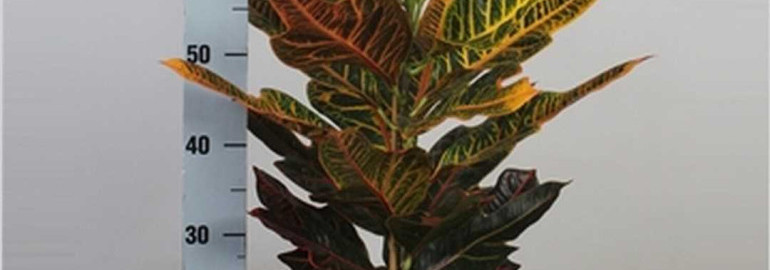 Кодиеум вариегатум микс - яркое растение с разноцветными листьями и легким уходом