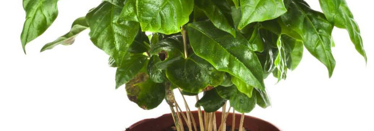 Кофе арабика — идеальное комнатное растение с простым уходом и потрясающими пользами для здоровья