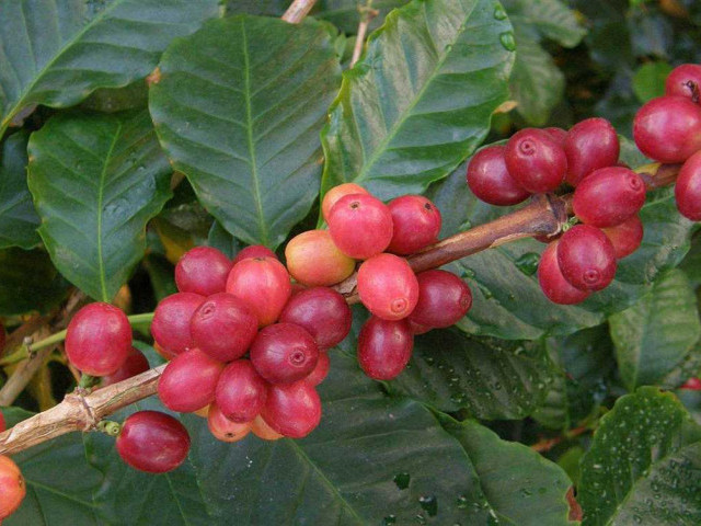 Кофейное дерево - узнайте всю правду о сортах, выращивании, сборе и обработке кофе