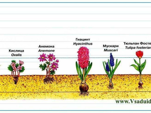 Как выбрать правильное время для посадки тюльпанов и нарциссов в осенний период - оптимальный сроки и условия для процветания весеннего цветения