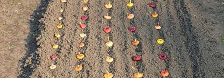 Лучшее время для посадки гладиолусов в открытый грунт - месяцы, условия и секреты успешного выращивания