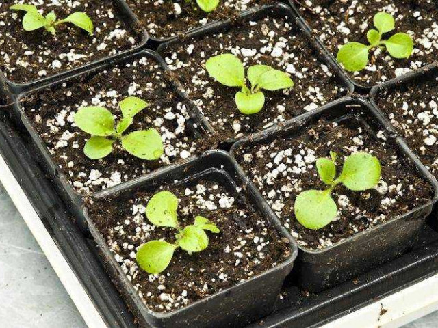 Когда и как правильно сеять семена петунии для рассады