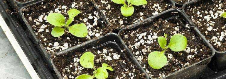 Когда и как правильно сеять семена петунии для рассады