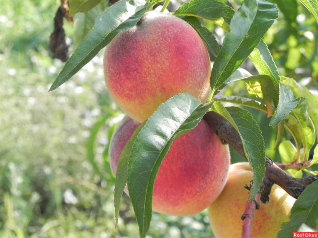 Когда наступает время созревания персиков и как правильно определить готовность фруктов к сбору