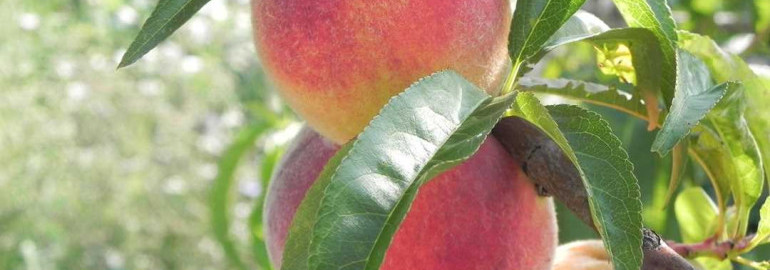 Когда наступает время созревания персиков и как правильно определить готовность фруктов к сбору