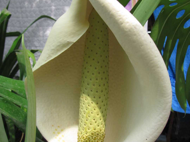 Когда цветет монстера – подробная информация о периоде цветения и пересадке легендарного тропического растения