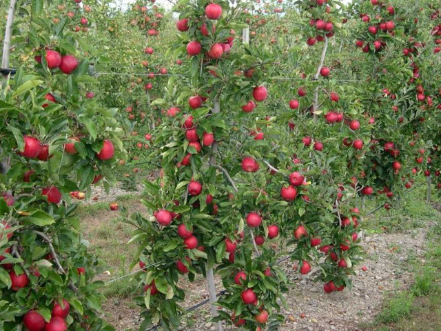 Колоновидные плодовые деревья - особенности выращивания, выбор сортов и уход за растением