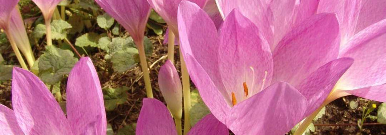 Колхикум – необычный цветок с красивыми лепестками и достопримечательностью в мире флоры