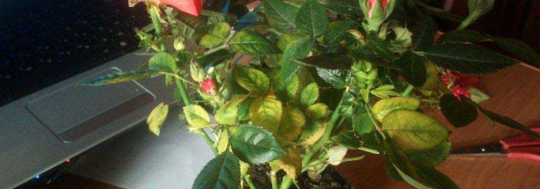 Причины и способы исправления желтения и опадания листьев у комнатной розы