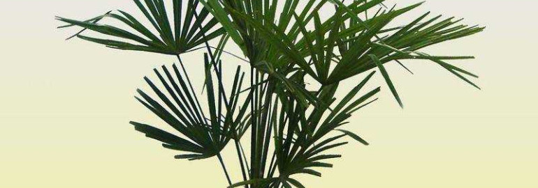 Самые красивые и популярные комнатные пальмы - фото и названия разных видов