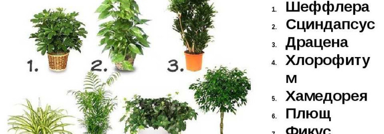 Впечатляющая подборка комнатных растений, способных качественно очистить воздух в вашей квартире без химии и с минимальными усилиями!