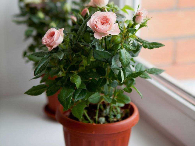Как правильно ухаживать за комнатными розами в домашних условиях - секреты успешного выращивания