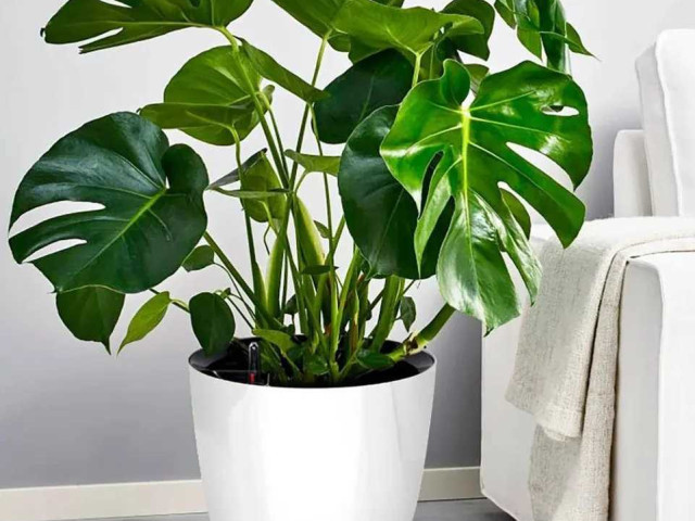 Как правильно выбрать и ухаживать за комнатными растениями - советы для тех, кто любит зелень в доме
