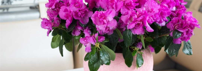 Преимущества и особенности ухода за комнатным растением азалия - секреты выращивания, полезные советы для создания уютного и цветущего уголка в вашем доме