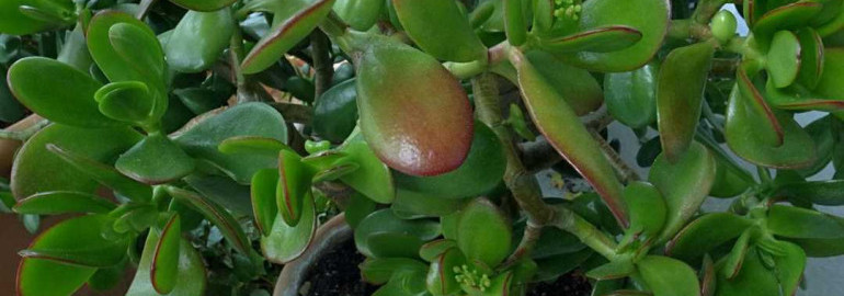 Комнатное растение толстянка - инструкция по выращиванию и уходу, секреты здоровья и процветания