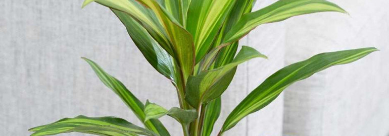 Кордилина - многообразие видов и вариантов применения этого экзотического растения в озеленении помещений