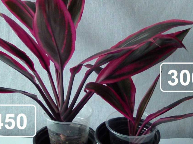 Кордилина — популярное растение для декорации интерьера, почему сохнут листья и как сохранить его красоту и здоровье