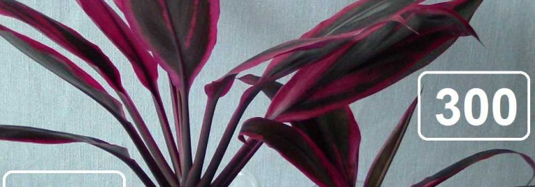 Кордилина — популярное растение для декорации интерьера, почему сохнут листья и как сохранить его красоту и здоровье
