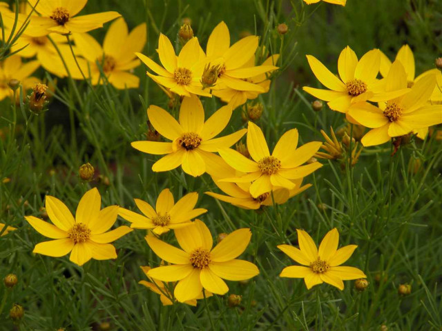 Кореопсис мутовчатый – красивое растение с яркими цветами для вашего сада - фото, описание, советы по уходу