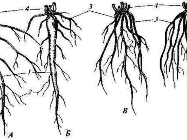 Структура и функции корневой системы моркови - особенности и значение для роста и развития растения