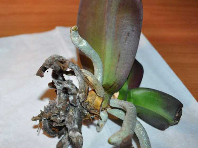 Как использовать корневин для орхидей и получить мощные корни для роскошного цветения
