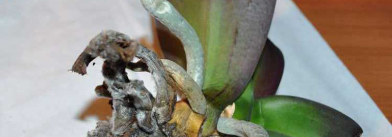 Как использовать корневин для орхидей и получить мощные корни для роскошного цветения