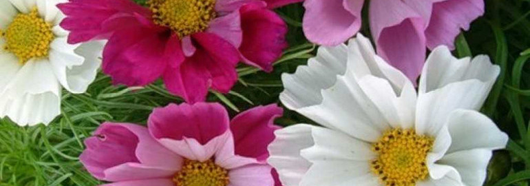 Цветок космея - изысканные сорта, способы выращивания и ухода, интересные факты о растении