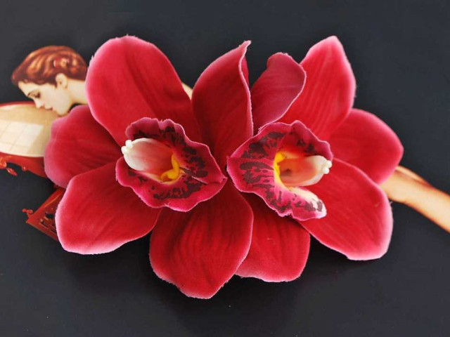 Красная орхидея - красивые фото и секреты ухода за растением