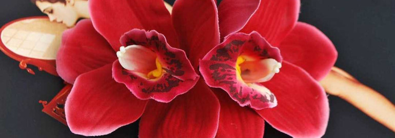 Красная орхидея - красивые фото и секреты ухода за растением