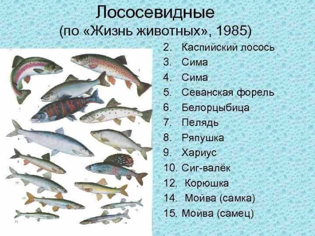 Все виды красной рыбы и их особенности