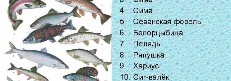 Все виды красной рыбы и их особенности
