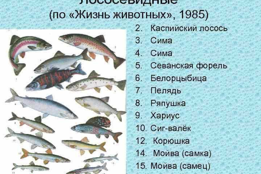 Лососевые рыбы по ценности. Лососёвые породы рыб перечень. Семейство лососевых рыб список по ценности. Классификация семейства лососевых рыб. Название красных рыб семейства лососевых.