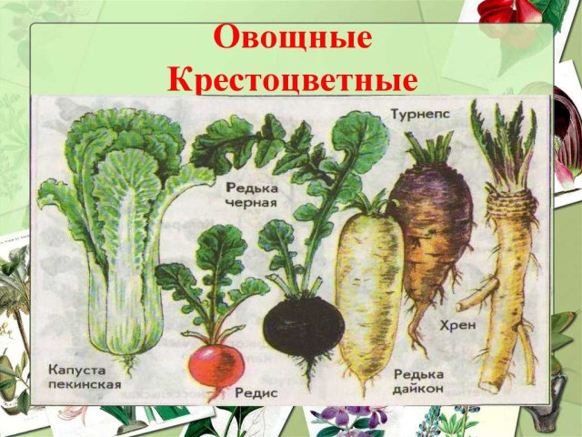 Совершенный список крестоцветных овощей, способных улучшить ваше здоровье