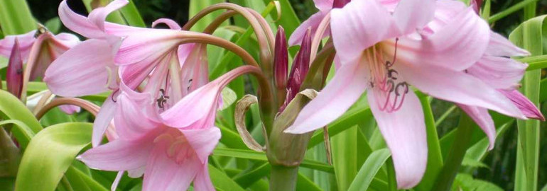 Кринум - правила ухода для процветания этого прекрасного растения в домашних условиях