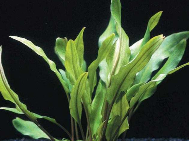 Криптокорина - идеальное аквариумное растение для создания гармонии и уюта в вашем доме