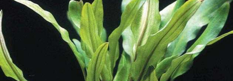Криптокорина - идеальное аквариумное растение для создания гармонии и уюта в вашем доме