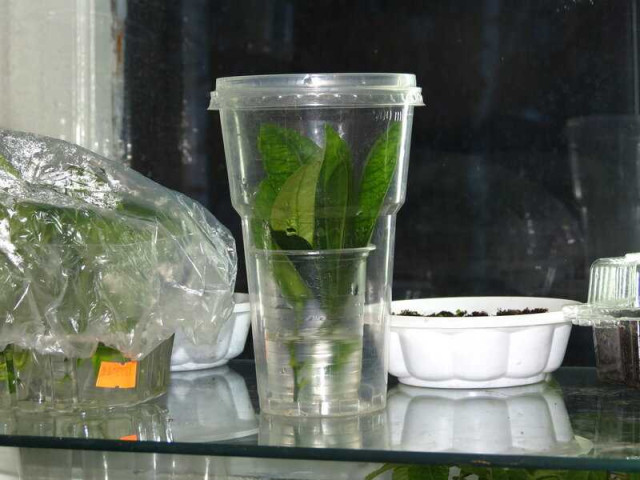 Кроссандра - эффективный способ размножения популярного цветка через черенки в воде