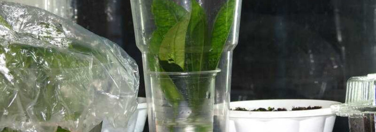 Кроссандра - эффективный способ размножения популярного цветка через черенки в воде